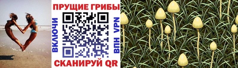 Галлюциногенные грибы мухоморы  Мышкин 